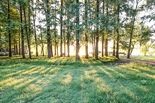 安徽将大园林绿化工程有限公司